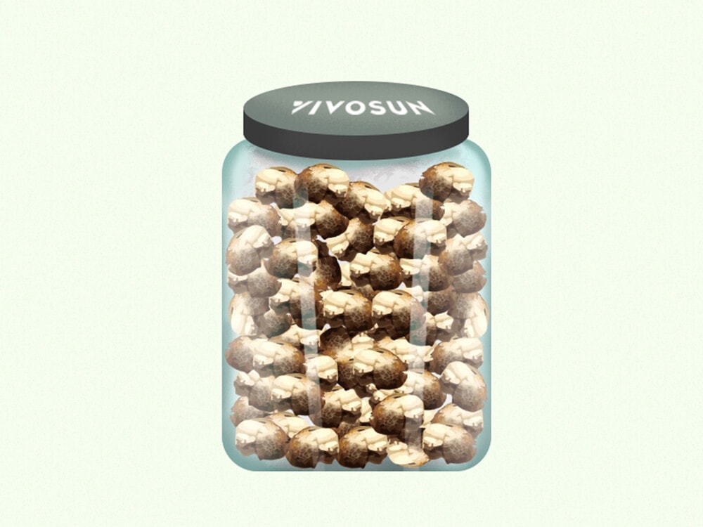 The Best Ways to Store Cannabis Seeds