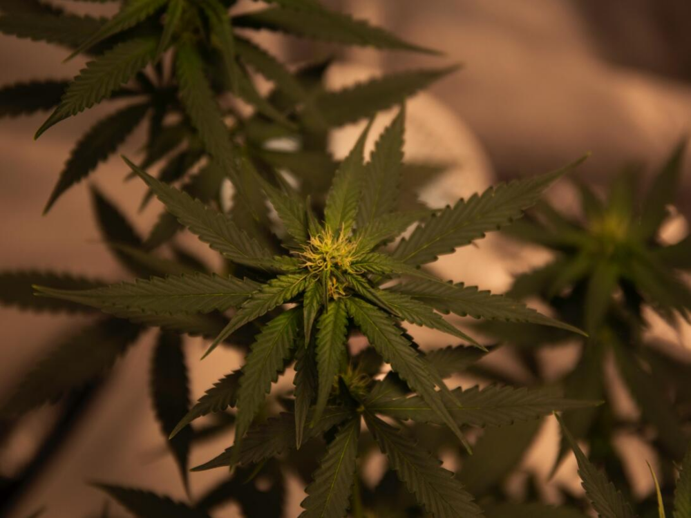 Clones or Seeds-What is the Difference Between Cannabis Clones and Seeds
