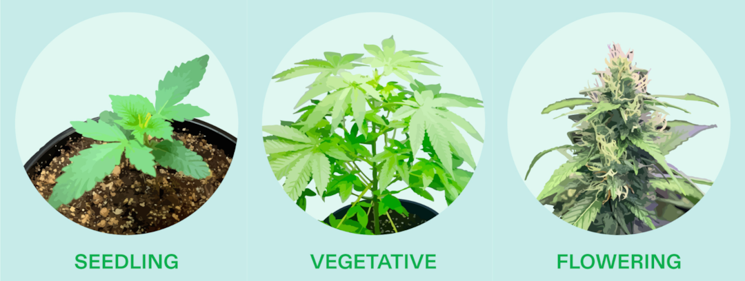 Ventilation schedule by 3 growth stage
