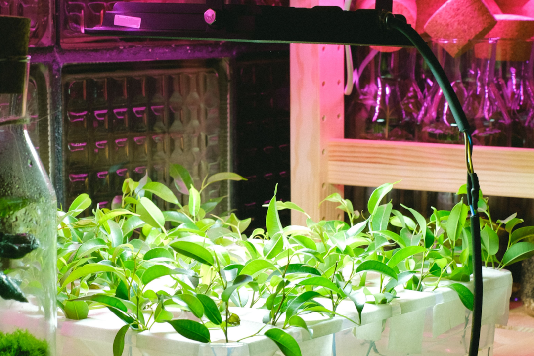 Can LED Grow Lights Catch Fire? Grow Light Safety Guide
