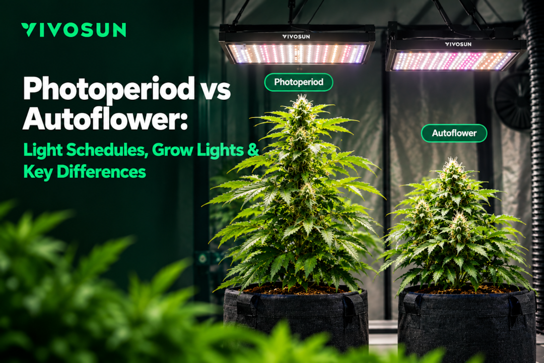 Photoperiod vs Autoflower: Light Schedules, Grow Lights & Key Differences