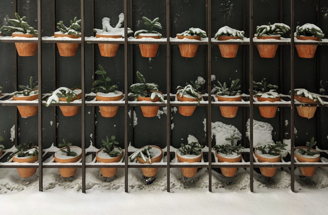 Untold Tips to Keep Indoor Plants Healthy and Growing in Winter