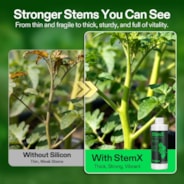 StemX (0-0-2) Silica for Plants, Soluble Silicon Plant Supplement Fertilizer, Liquid Nutrient Solution for Strong Stems, Healthy Leaves, Boost Plant Resilience & pH Balance, 8 oz
