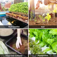 NutriBoost (0-0-1), All-Purpose Liquid Fertilizer for All Growing Stages, 8oz