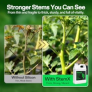 StemX (0-0-2) Silica for Plants, Soluble Silicon Plant Supplement Fertilizer, Liquid Nutrient Solution for Strong Stems, Healthy Leaves, Boost Plant Resilience & pH Balance, 32 oz
