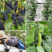 5 x 5Ft. Elastic Trellis Netting with 4 Hooks