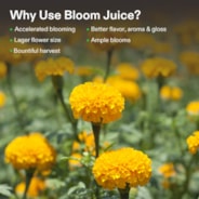 Bloom Juice (0-6-4), Flowering Supplement Liquid Fertilizer for Flowering Stage, 32 Ounces