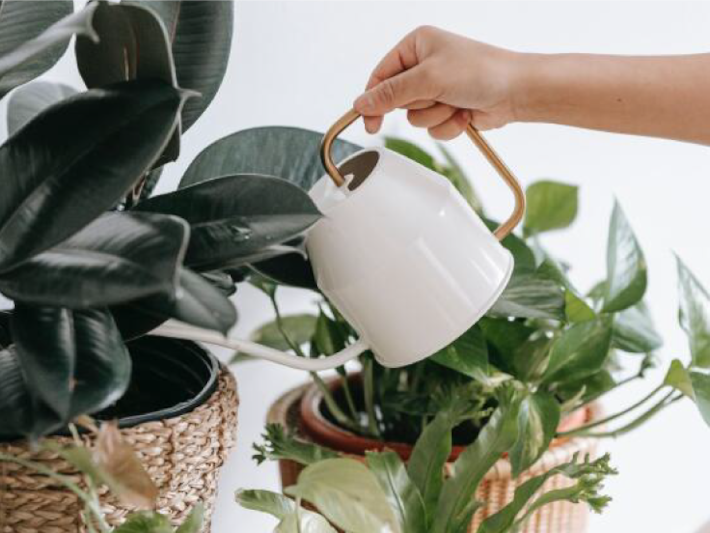 How to Deal with Overwatering Cannabis Seedlings?