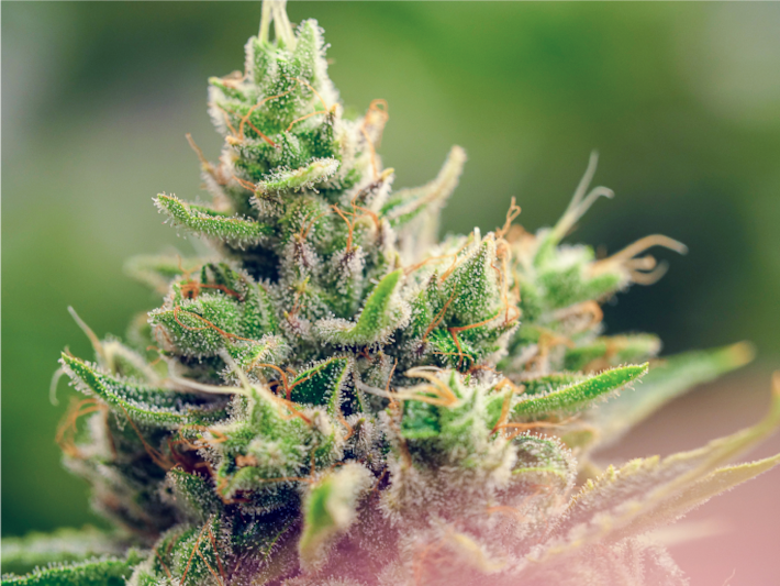 Growing Cannabis for just $339: Start Saving Money on Cannabis!