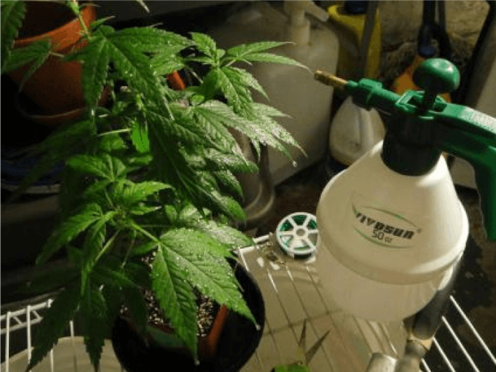 3 Ways to Maximize Yields for Indoor Grow Plants