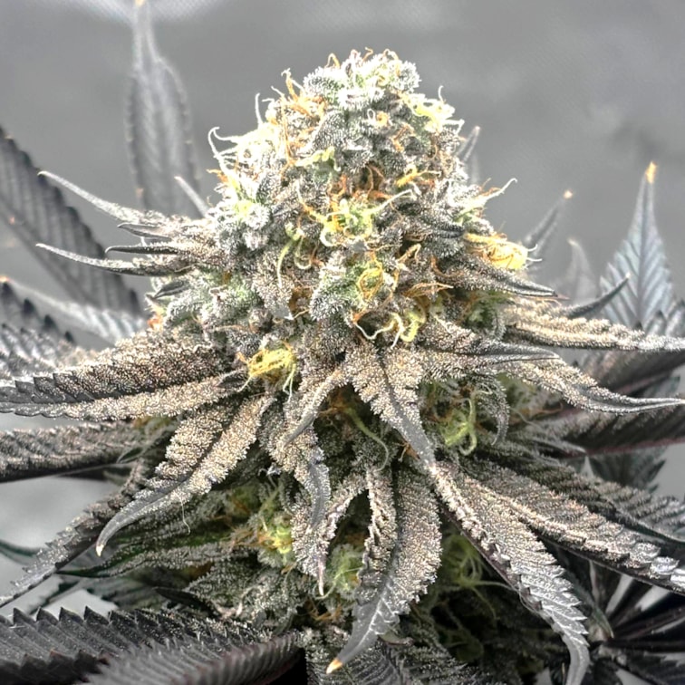 Plant 1