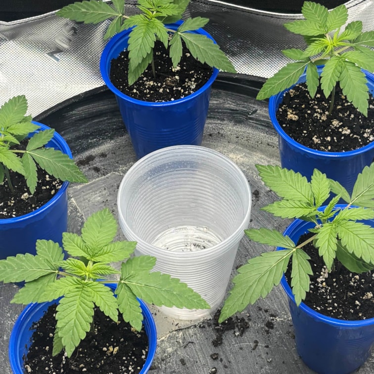 Plant 2