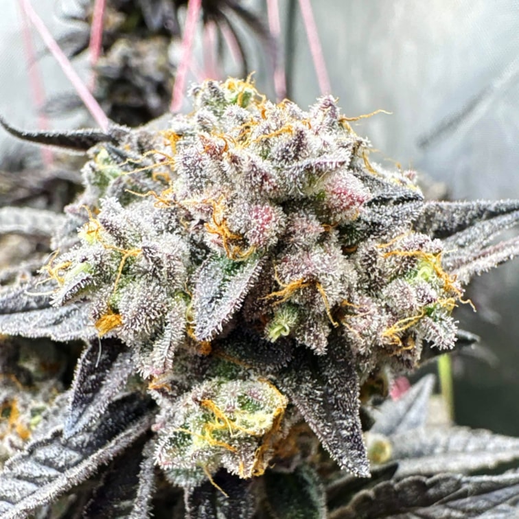 Grower 3