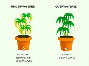 How often to Water Cannabis