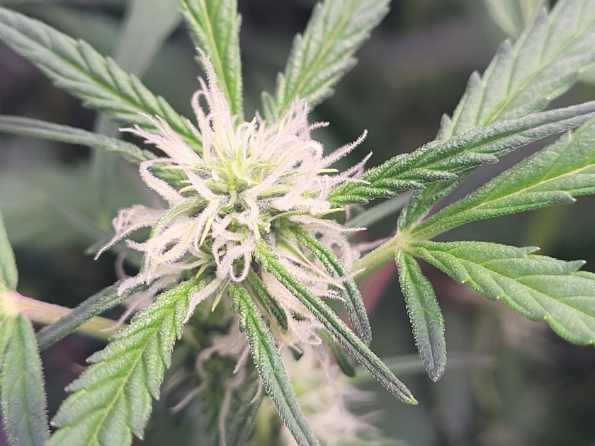 Yield from autoflower