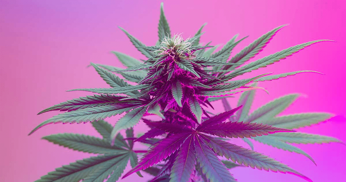 Conclusions Recent Medical Cannabis Research 2022