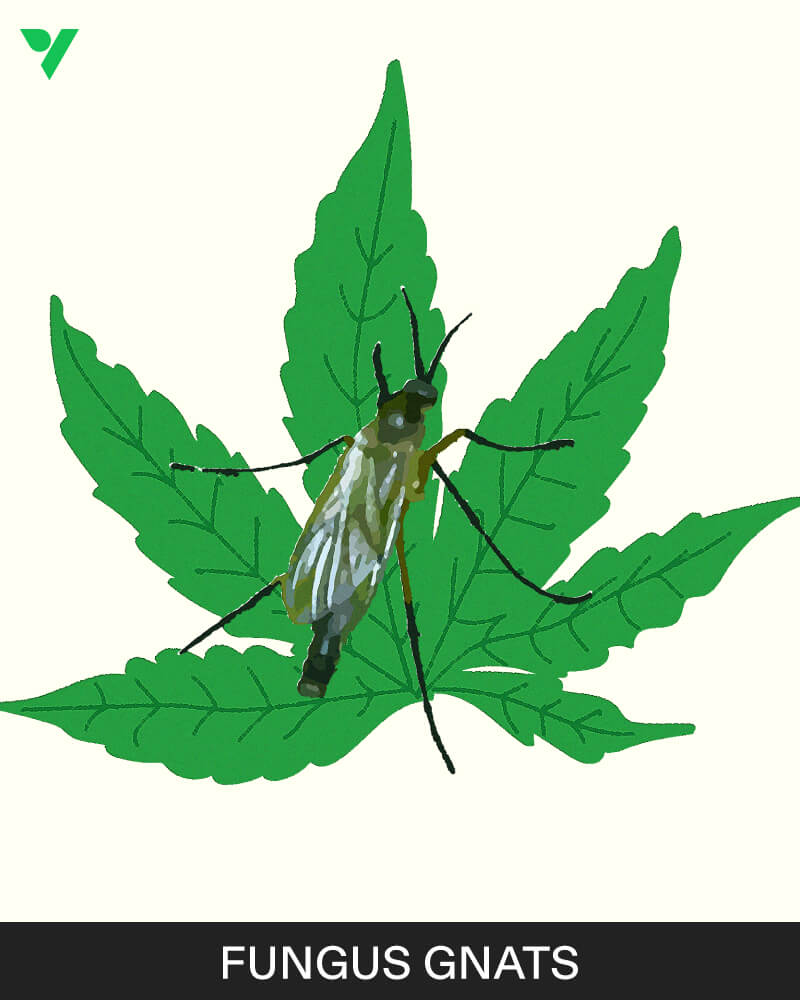 Fungus Gnats