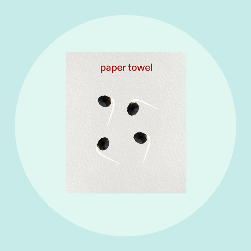 Germination in a Paper Towel