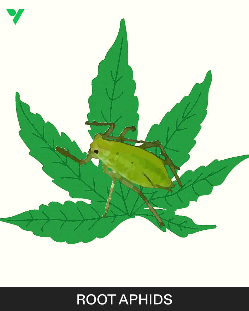 Root Aphids