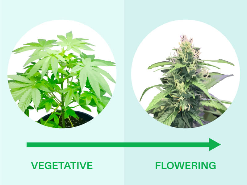 the Transition of Cannabis from Vegetative Stage to Flowering Stage