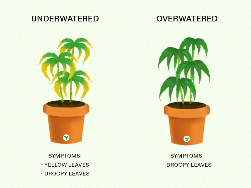 Why are the leaves on my weed plant turning yellow？
