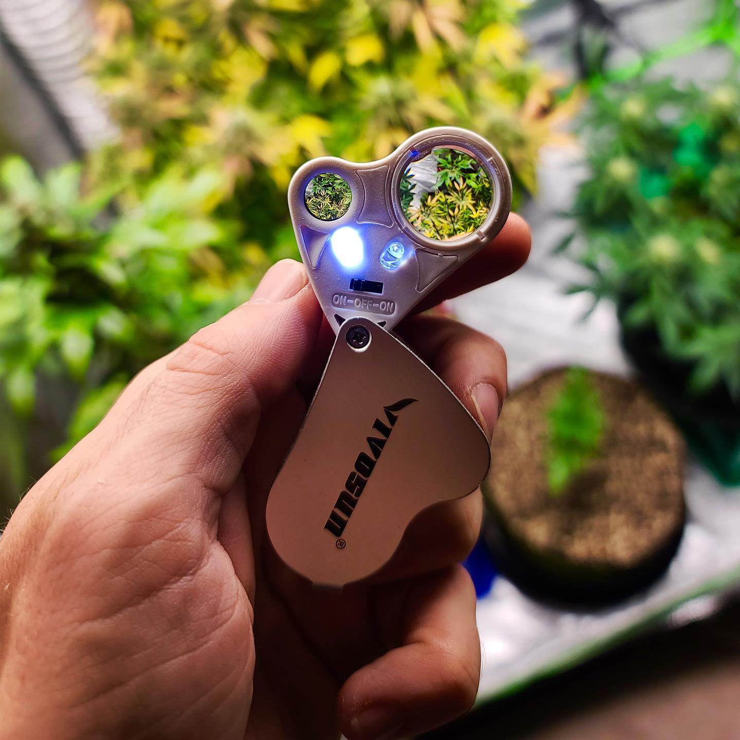 A Lighted Loupe-Transition from Vegetative to Flowering