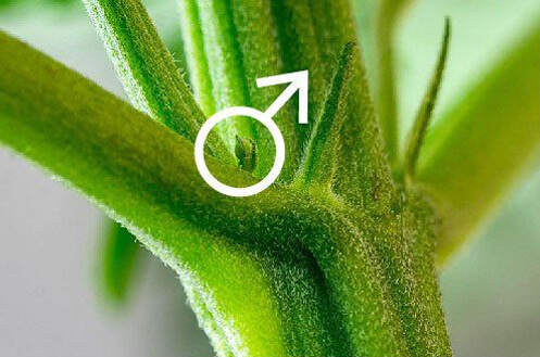 Determining the Sex of Your Plant | Vivosun Blog