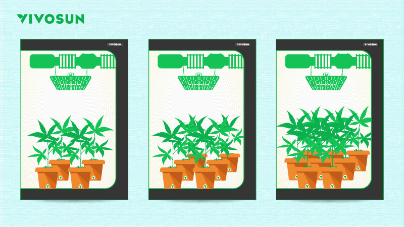 the Different Amount of Plant in the Grow Tent