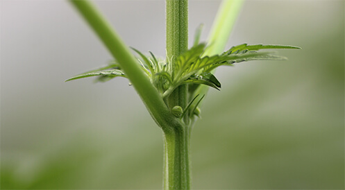 An Intersex Plant