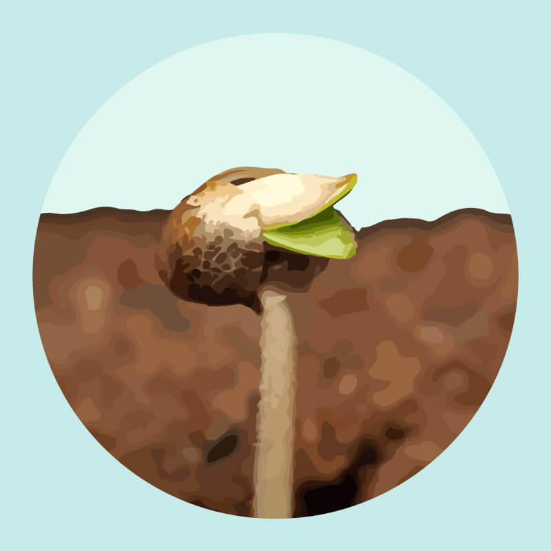 Cultivate Seeds in the Soil