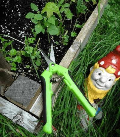 the Prune of Plants to Maximize Yields