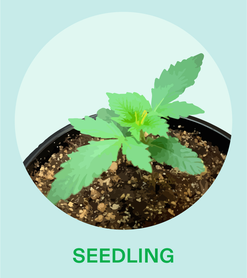 the Grow Tent Ventilation of Seeding Stage