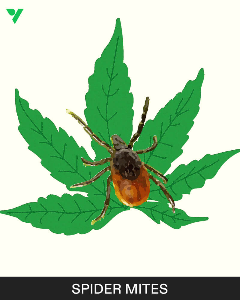 Spider Mites