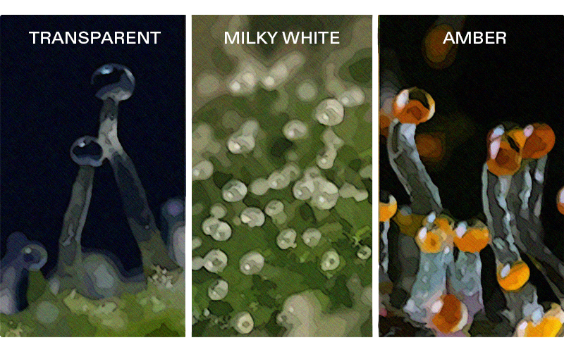 the Color of Trichomes in Three Stages