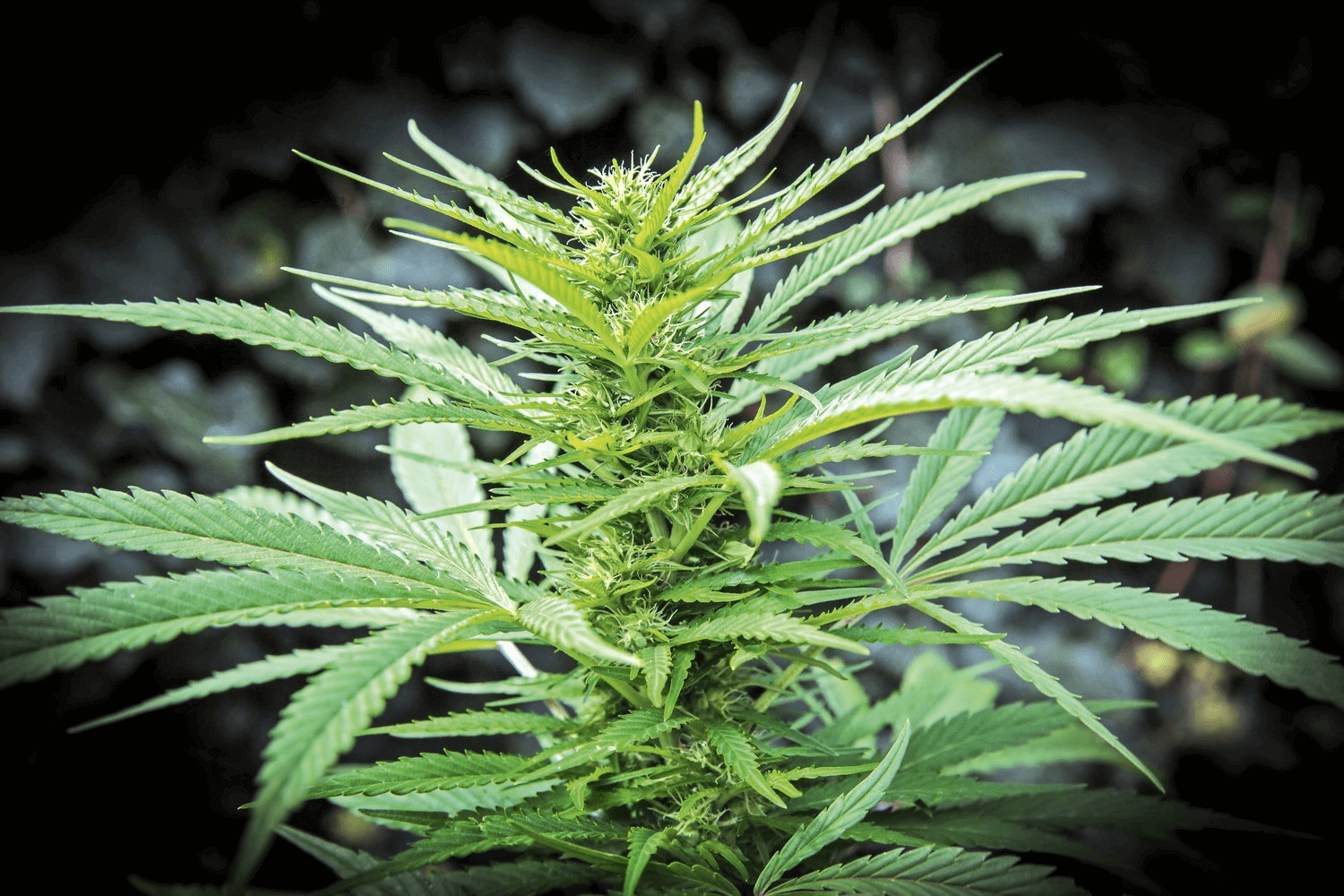 Cannabis