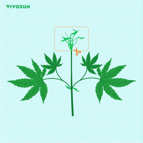 the Planting Method-Topping