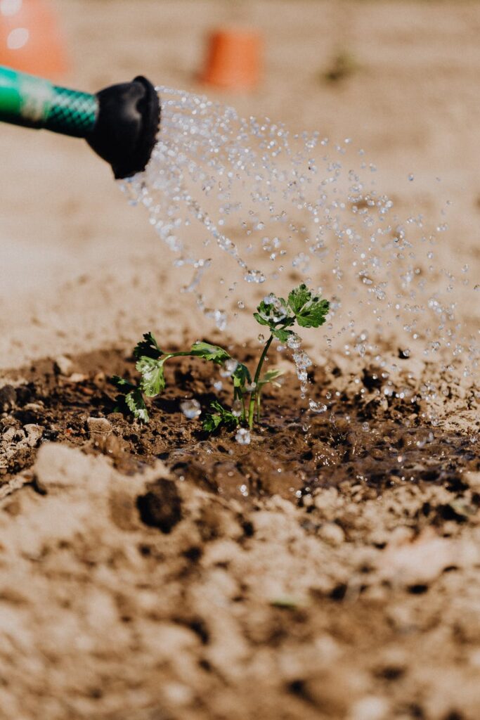 Germinate-Transplant Cannabis Seedlings
