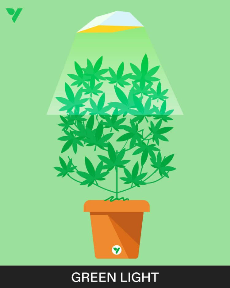 Green Light