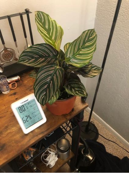 best ways to increase humidity in a grow tent