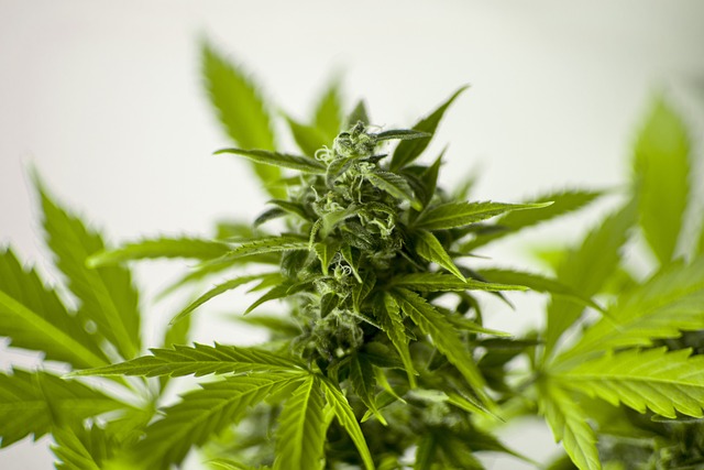 Autoflowers