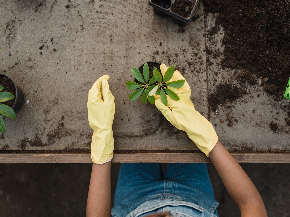 transplant cannabis seedlings