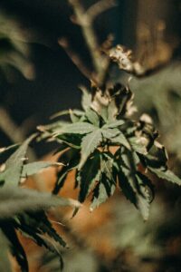 Marijuana plants