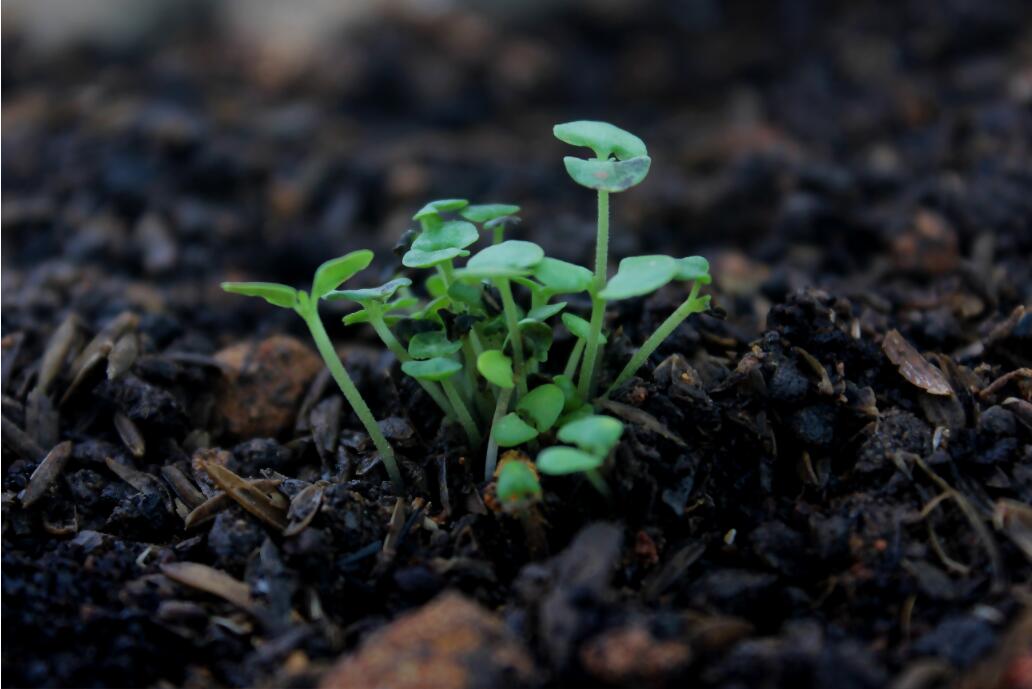 Improve the Soil in your garden
