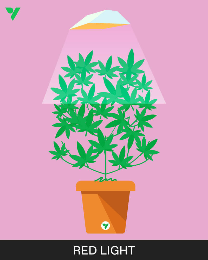 Red Light in Grow Room