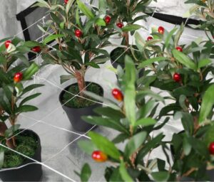 Trellising is important for your plants