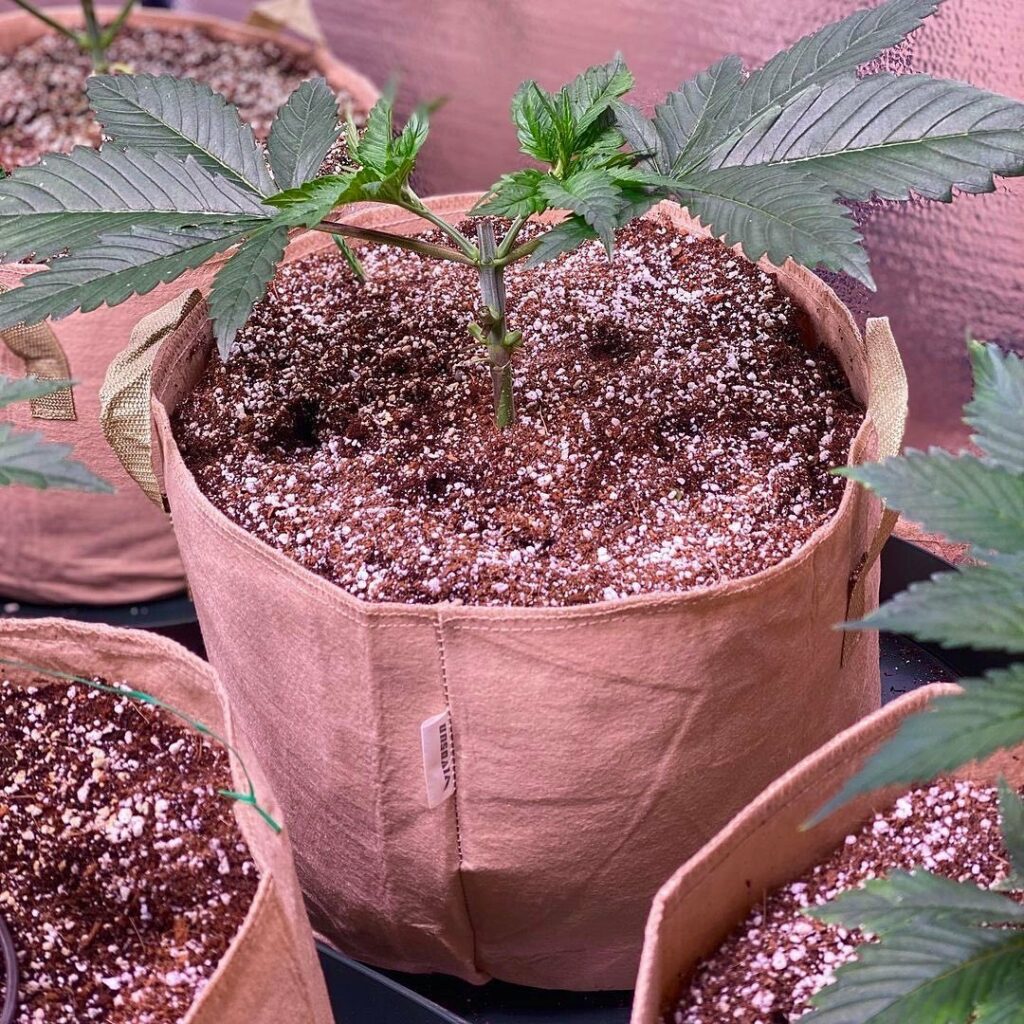 vivosun Smart Pot