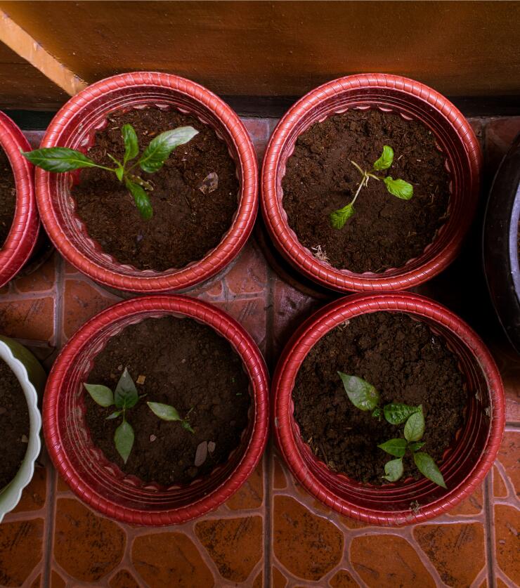 improve cannabis germination rates
