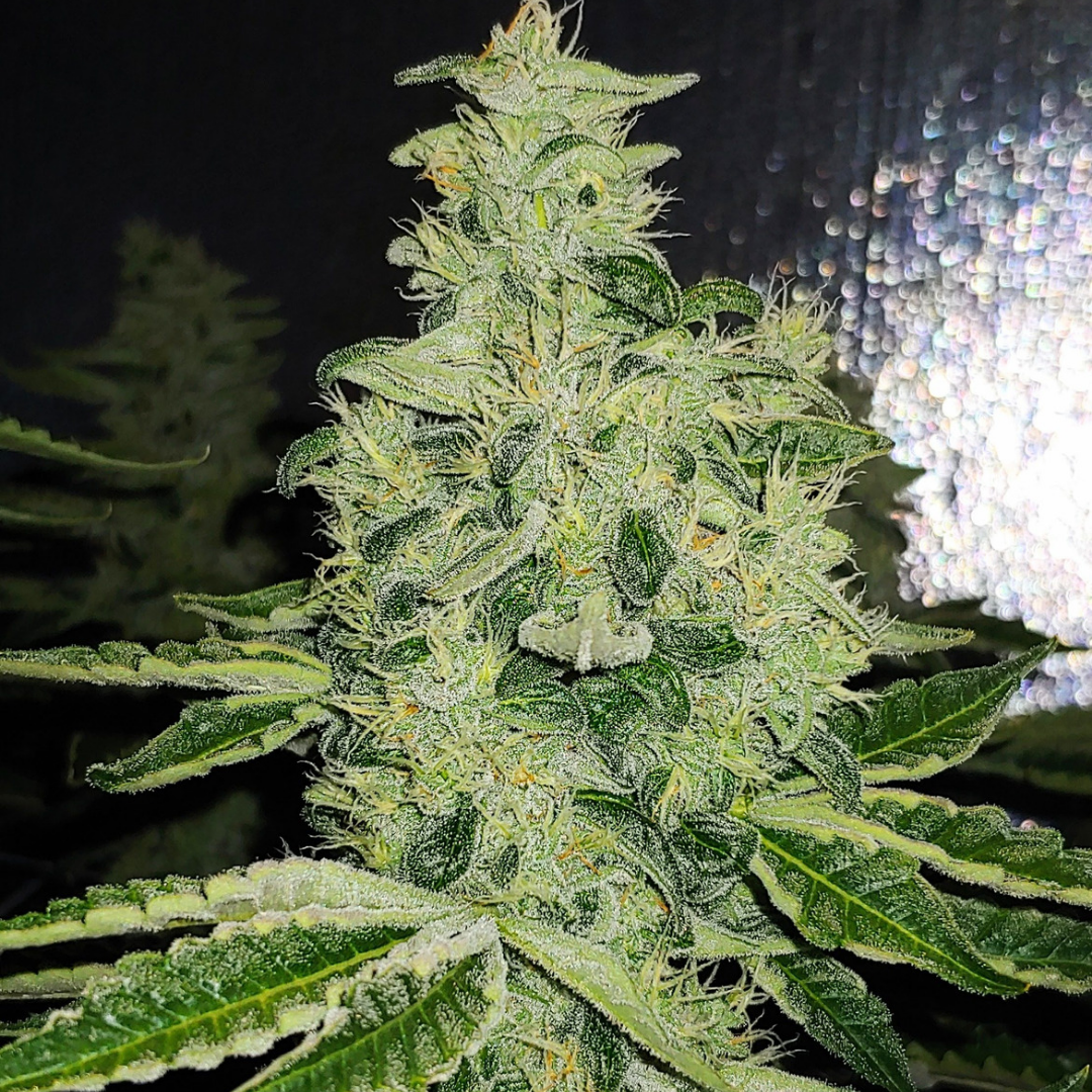 Closer pictures of grown plants in Jenna