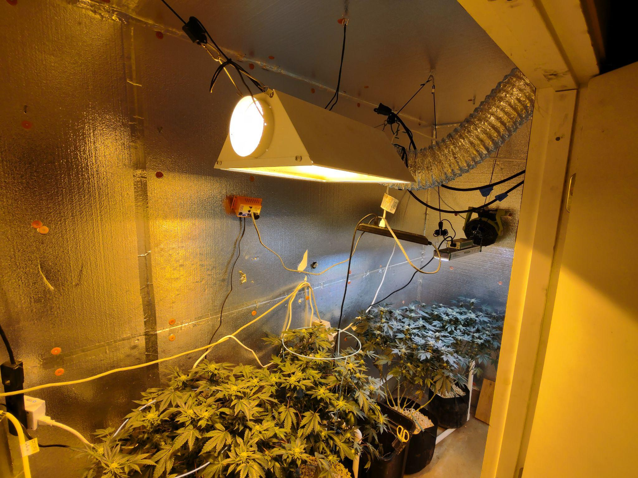 The AeroZesh and Grow Light ensure the plants grow well