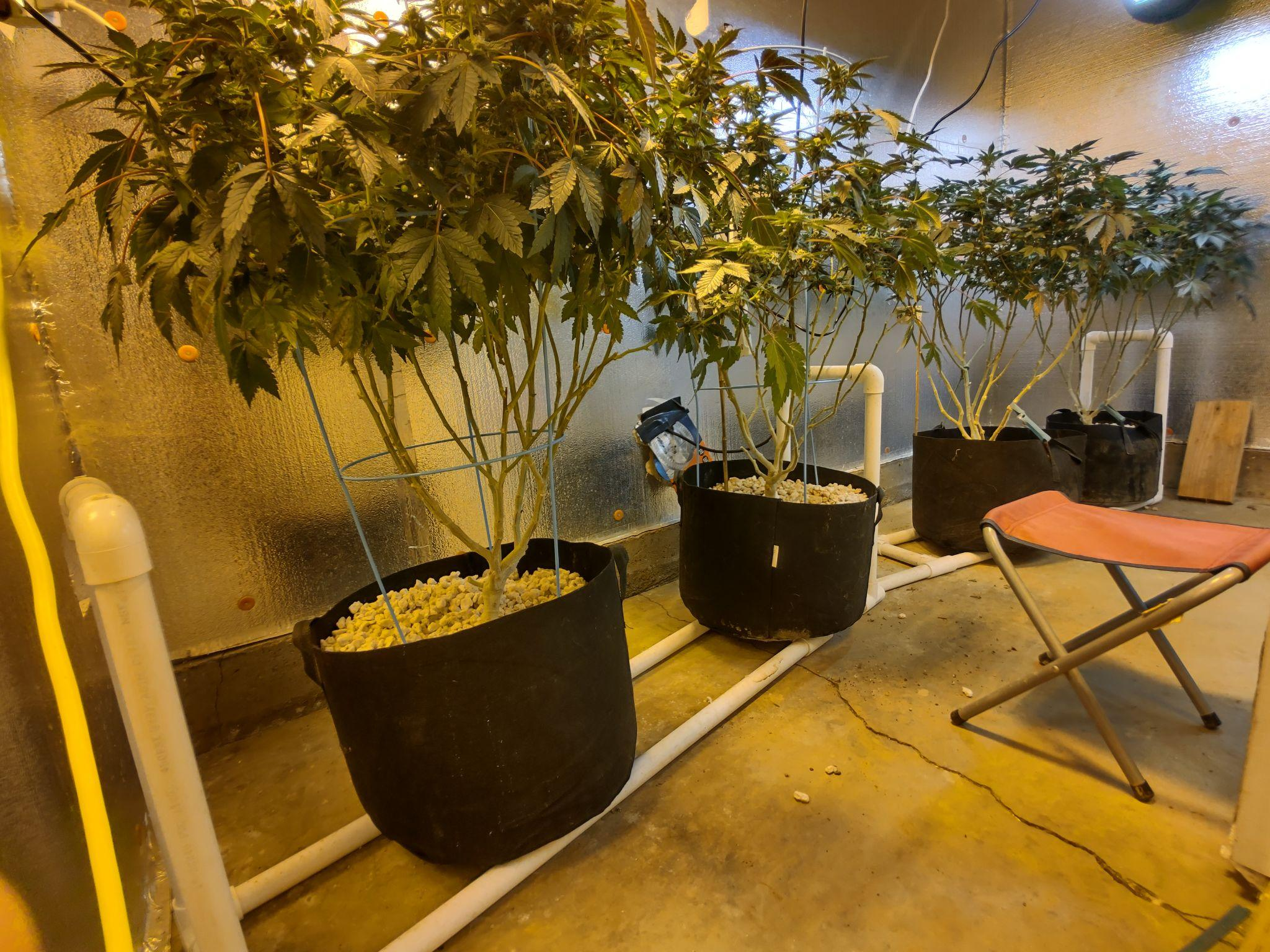 Closer look at the plants